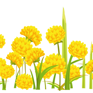 Dandelion PNG