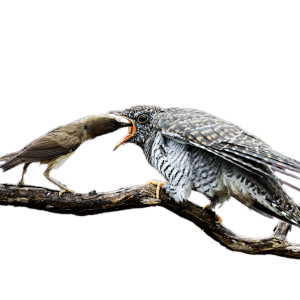 Cuckoo PNG