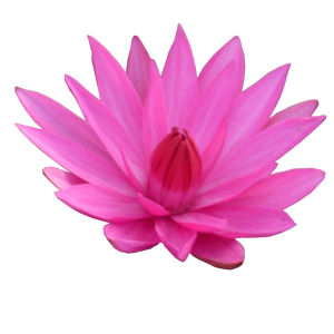 Lotus flower PNG