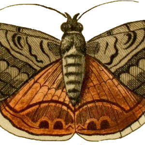Moth PNG