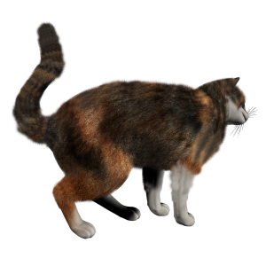 kitten png image, free download picture