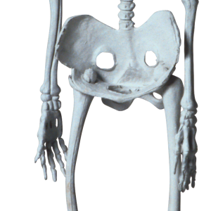 Skeleton PNG