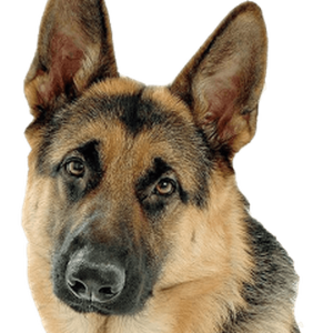 German Shepherd PNG