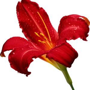 Lilium PNG