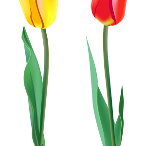 Tulip PNG image