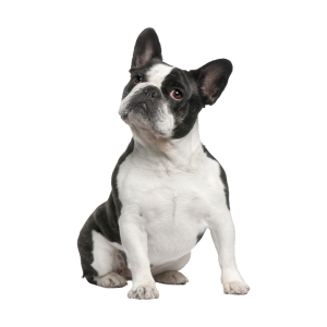 Bulldog PNG