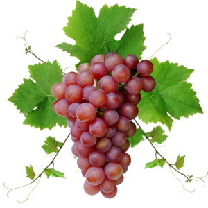 Grape PNG image download, free picture