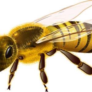 Bee PNG