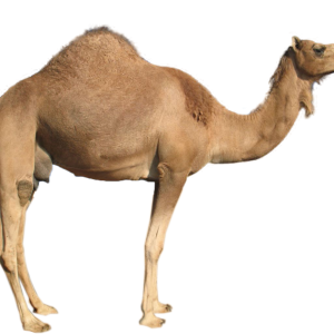 Camel PNG image