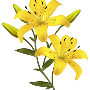 Lilium PNG