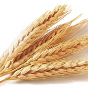 Wheat PNG