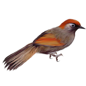 Bird PNG