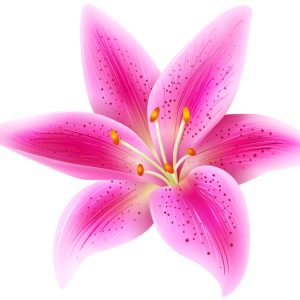 Lilium PNG