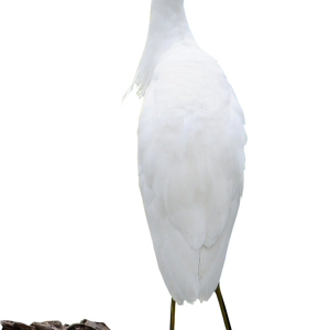 Heron PNG