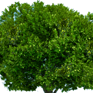 tree png image, free download, picture