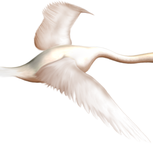 Swan PNG