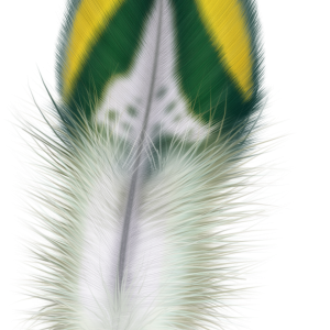 Feather PNG
