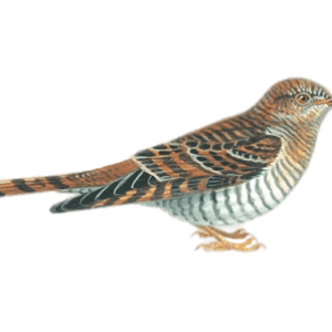 Cuckoo PNG