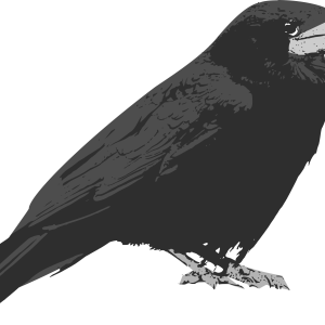 Raven PNG