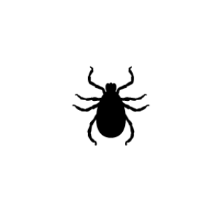 Tick insect PNG