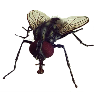 fly PNG image
