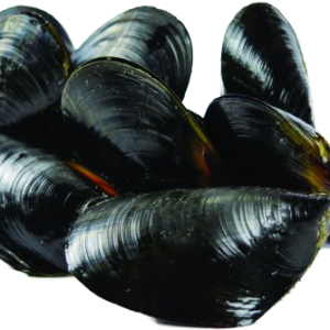 Mussel PNG