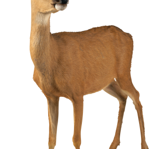 Deer PNG image