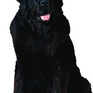 Dog PNG