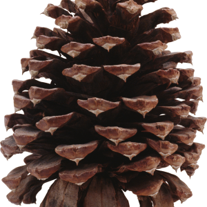 Pine cone PNG