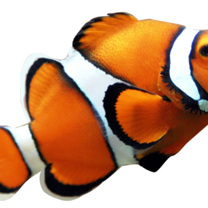 Fish PNG