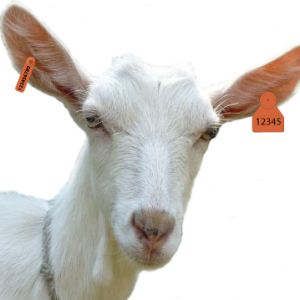 Goat PNG