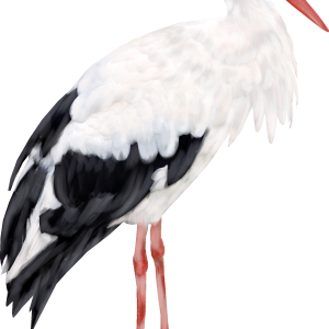 Stork PNG