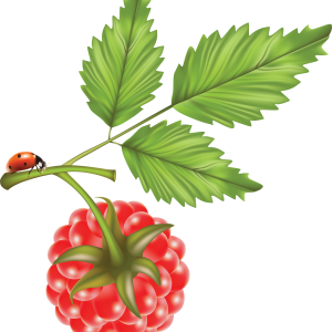 Rraspberry PNG image