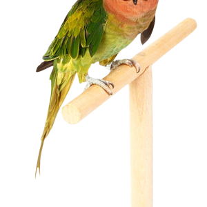 Parrot PNG image