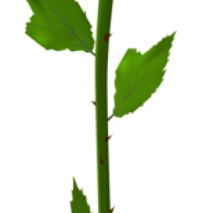 Rose PNG
