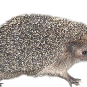 Hedgehog PNG