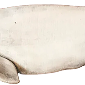 cachalot, sperm whale PNG