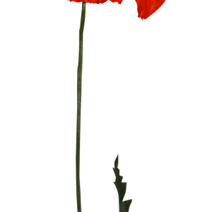 Poppy flower PNG
