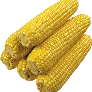 Corn PNG image