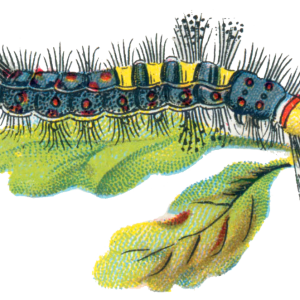 Caterpillar PNG