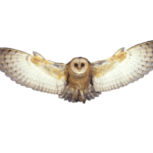 Owl PNG