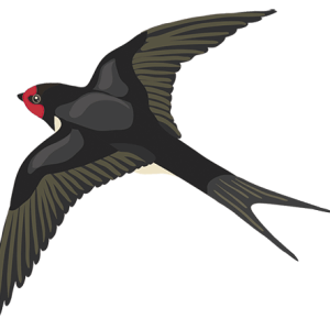 Swallow PNG
