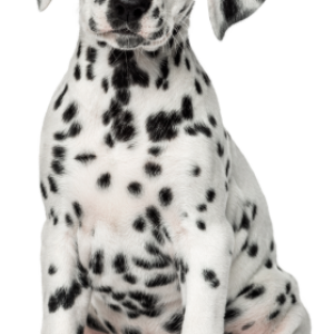 Dog PNG