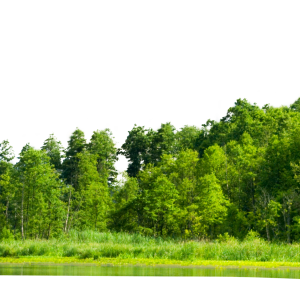 Forest PNG