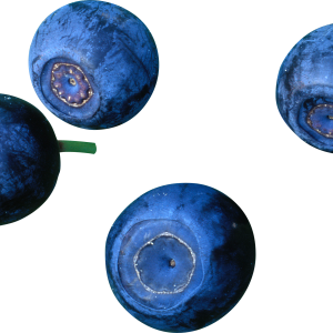 Blueberries PNG