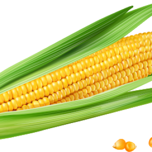 Corn PNG