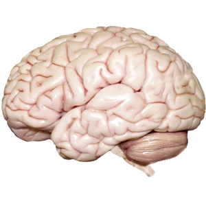 Brain PNG
