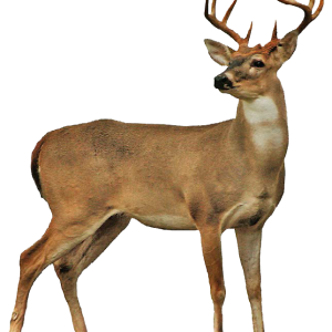 Moose, elk PNG