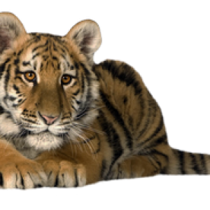 Tiger PNG