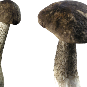 Mushroom PNG image